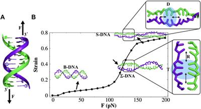 Understanding protein diffusion on force-induced stretched DNA conformation